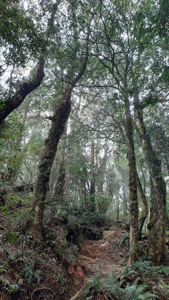 《南投》忘憂森林｜嶺頭山及金柑樹山O繞(留龍頭起登)20230318_2076805