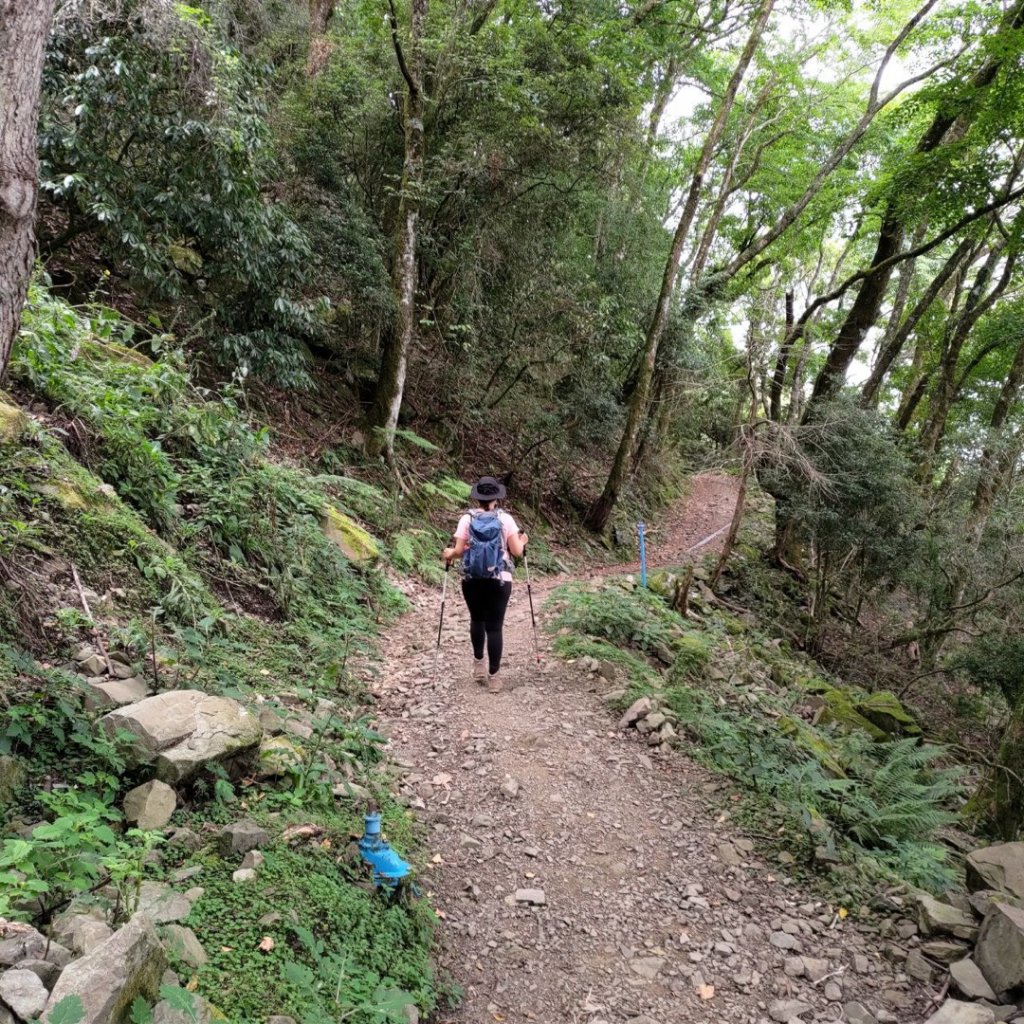 石山引水道 鹿林神木_1808949