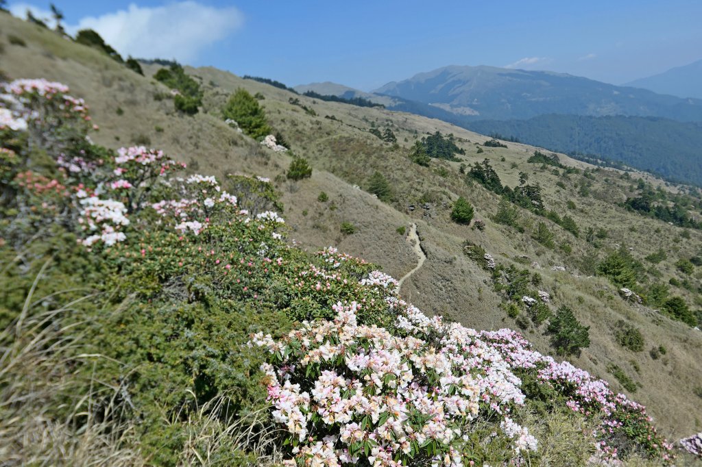 小奇萊賞杜鵑   2019/04/10_564023