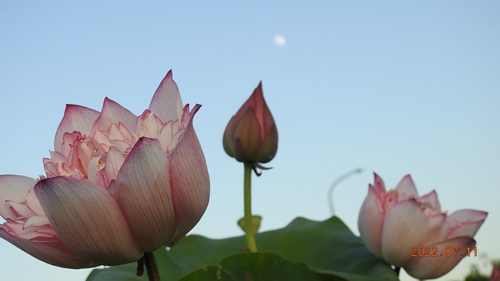 雲山水花鳥蝶 - 天龍國阿伯的日常 7/8&11_1760555