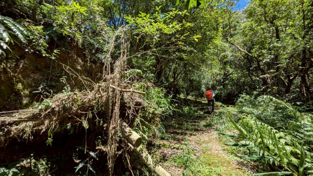 114.06.28內平林山-番子坑山-平湖森林遊樂區之O型_2824210