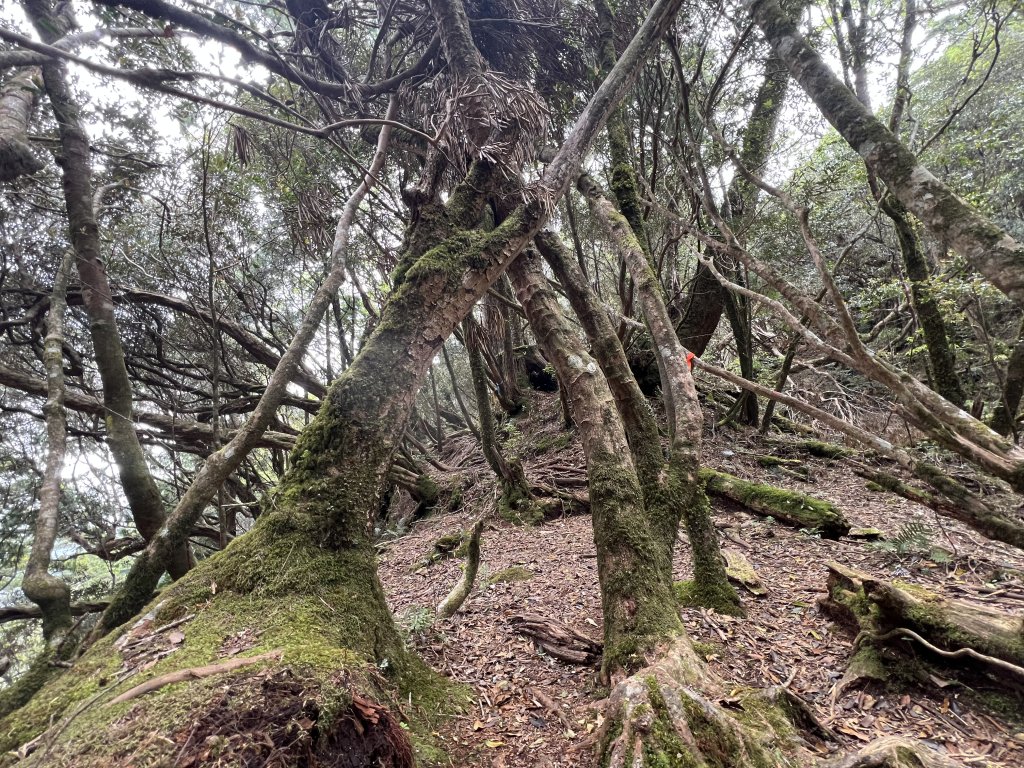 ~  塔  曼  山  ~_2782810