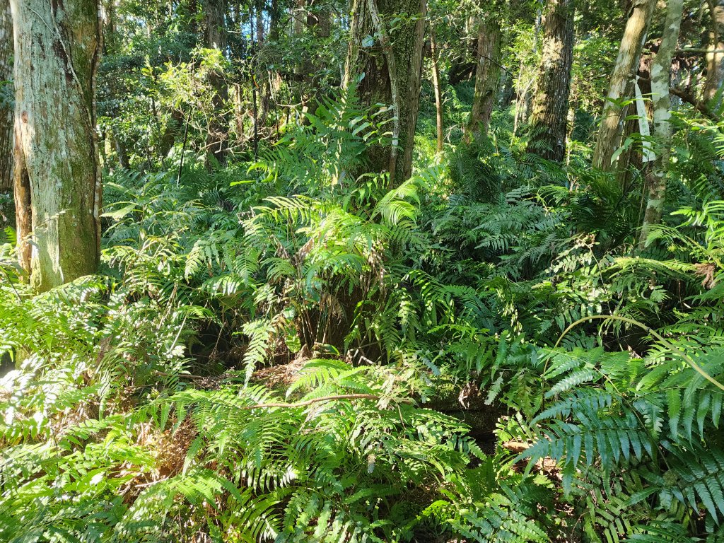 20231105拉號山嘎色鬧山榮華山_2375845