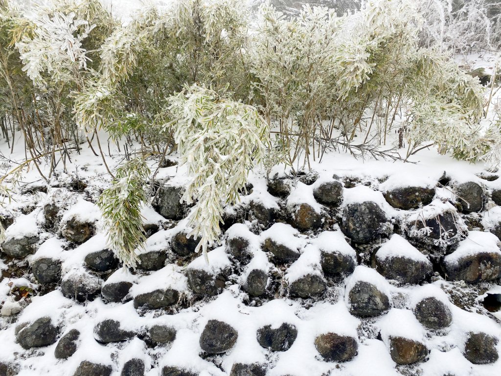合歡銀白北國風情追雪趣 2021111_1235511
