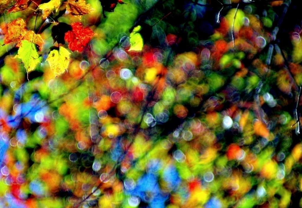 秋冬賞楓~步道行 2014 (鳶嘴稍來)_93666