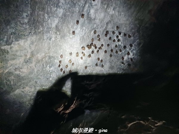 【花蓮秀林】台灣百大必訪步道。 白楊步道_2230645