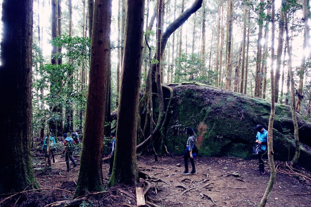 苗栗。加里山 大O型 2018.03.1_293834
