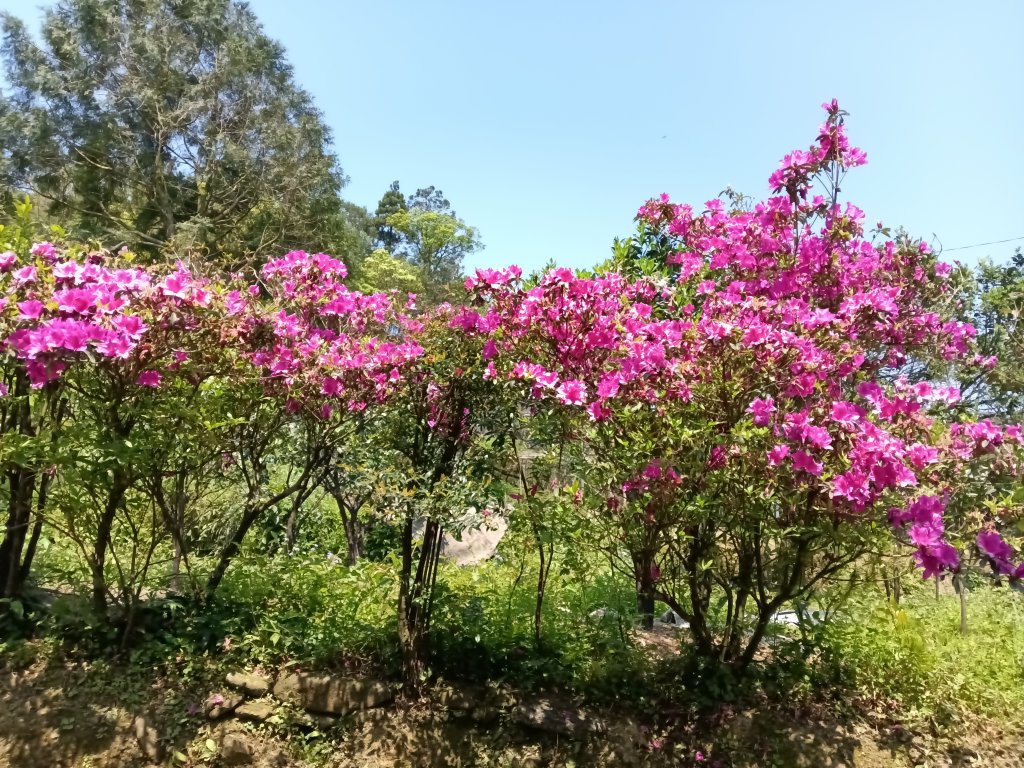 崩山坑古道+東柑腳山+後寮仔嶺+後寮子古道+後寮仔保甲路O型_2751031