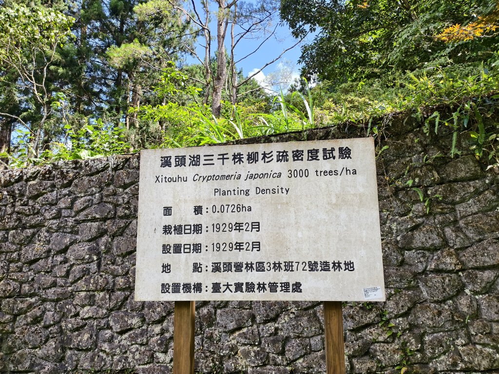 [百山百鳥尋旅-05/15] 2025_0830 溪頭賞鳥步道_銀杏步道_2875509