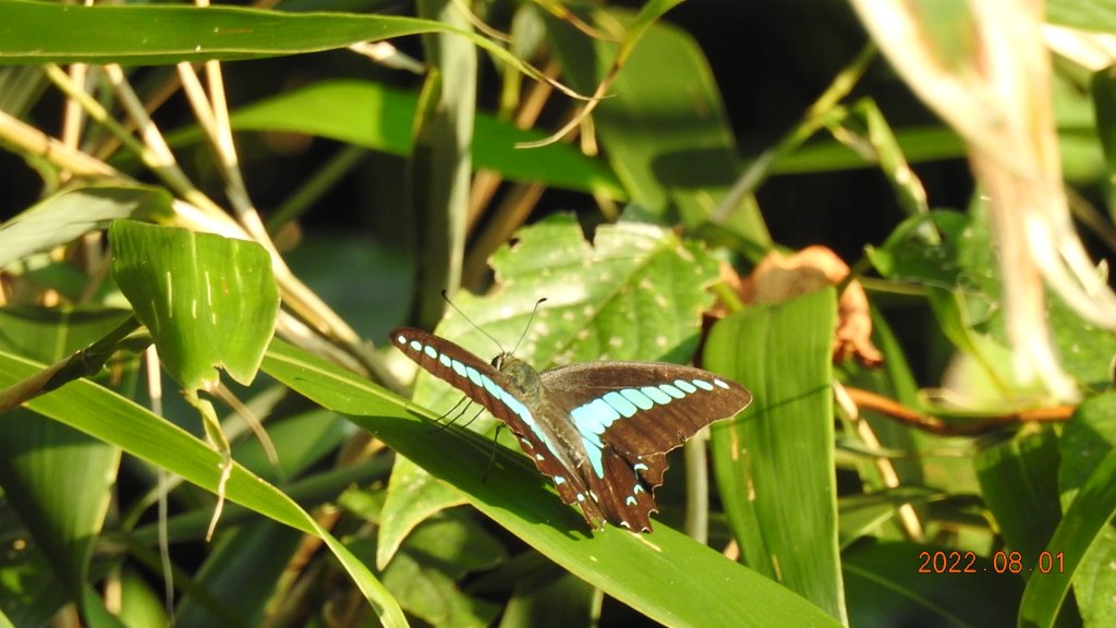 山中何所有，嶺上多白雲。只可自怡悅，不堪持贈君。_1787149
