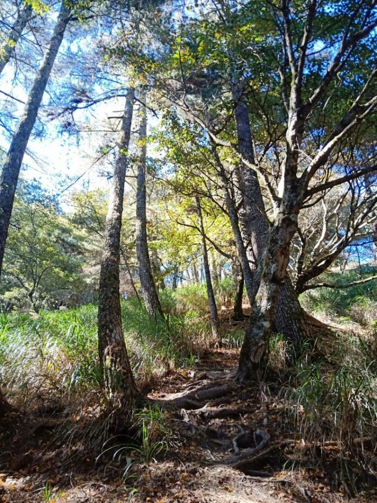 20221119_屏風山_1920755