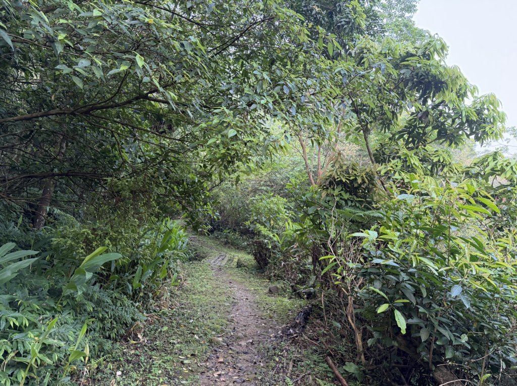 [微笑山線_第八段] 2026_0411 二格山系_西帽子岩_3034942