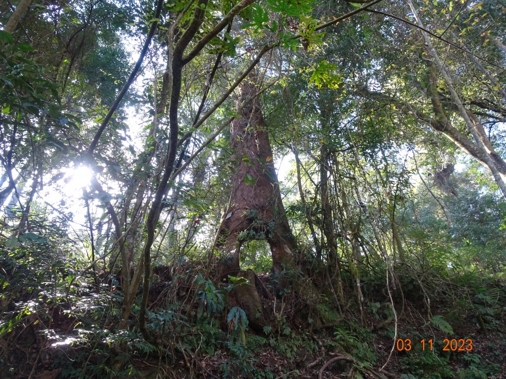 東草山脈脈山稜線縱走封面圖