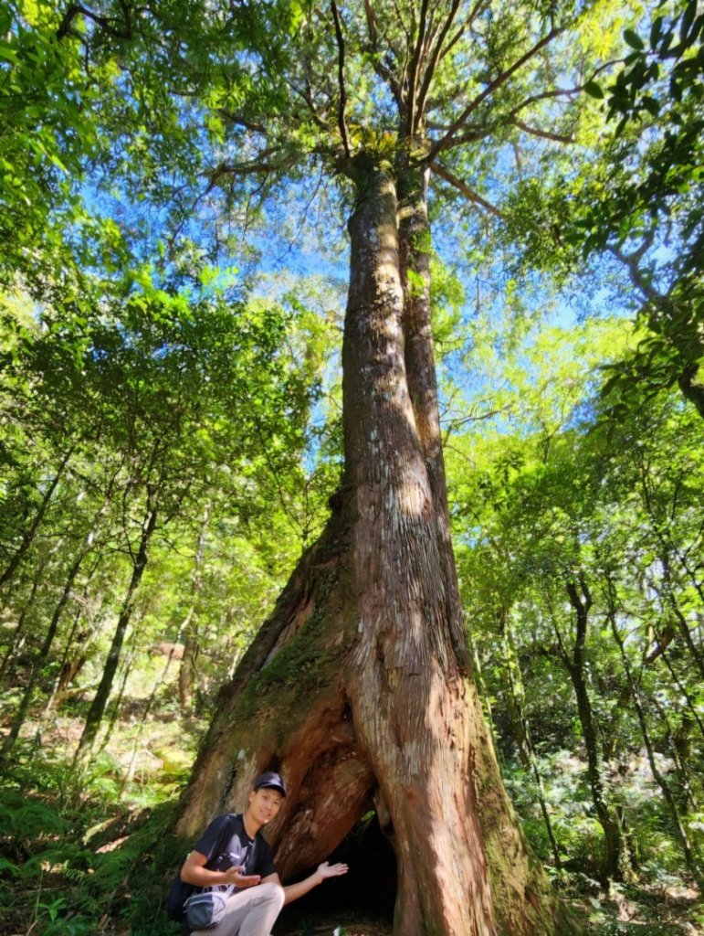 【中級山】插天山的奇幻世界，赫威山，赫威神木群步道_2741284