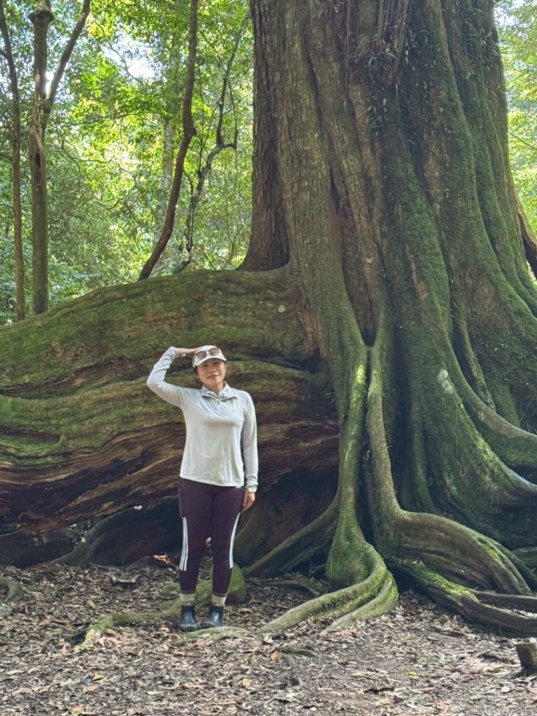 雪見大板根_2884119