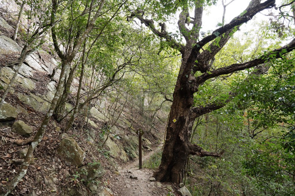 台中 和平 東卯山_2674493