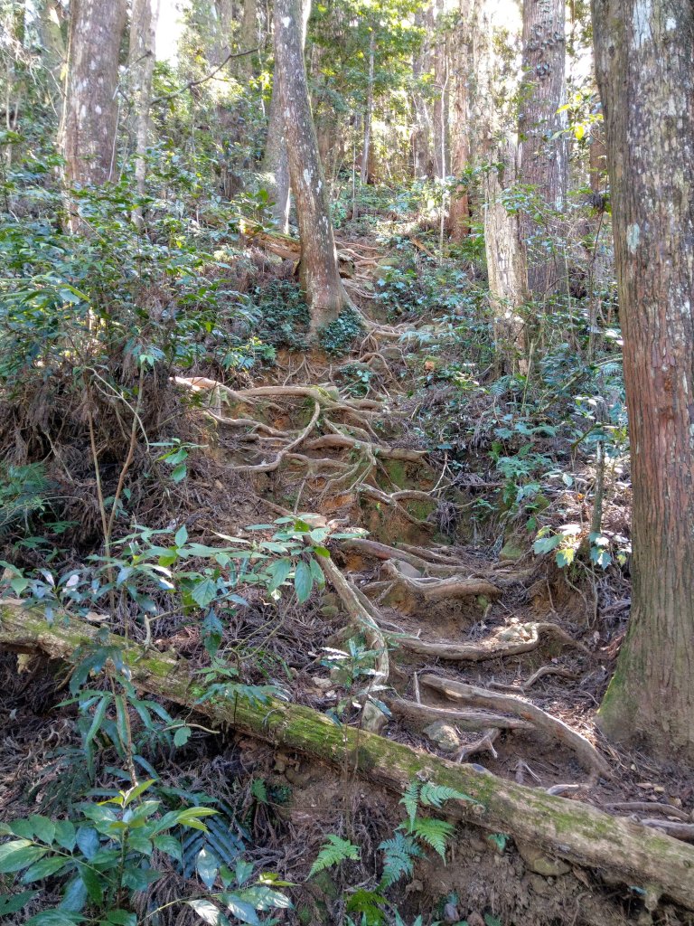 金柑樹山(小百岳#54)：留龍頭進、溪頭出_1504776