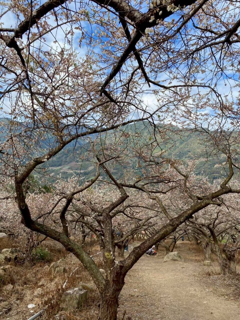 🌈1/17（六）蔡家古厝賞梅×梅子夢工廠×車埕老街✨FB：熊熊趴爬走🌈_2983913