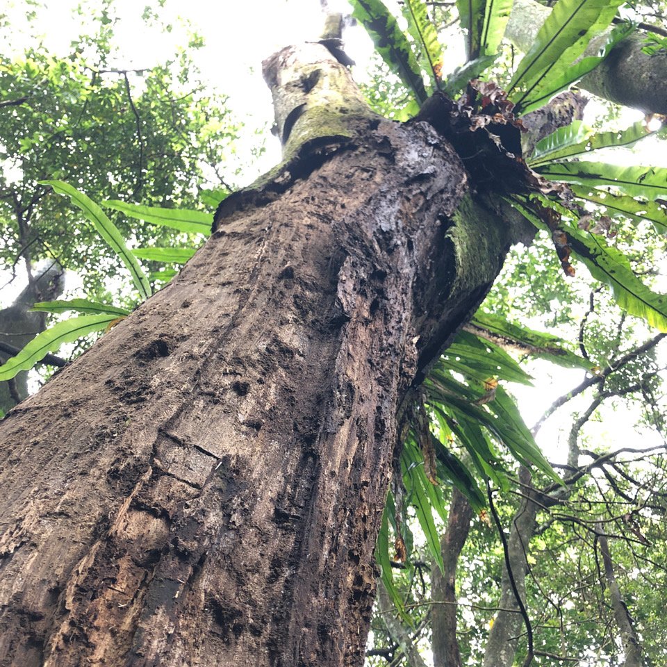 溪洲山登山口-新溪洲山-石門水庫_897643