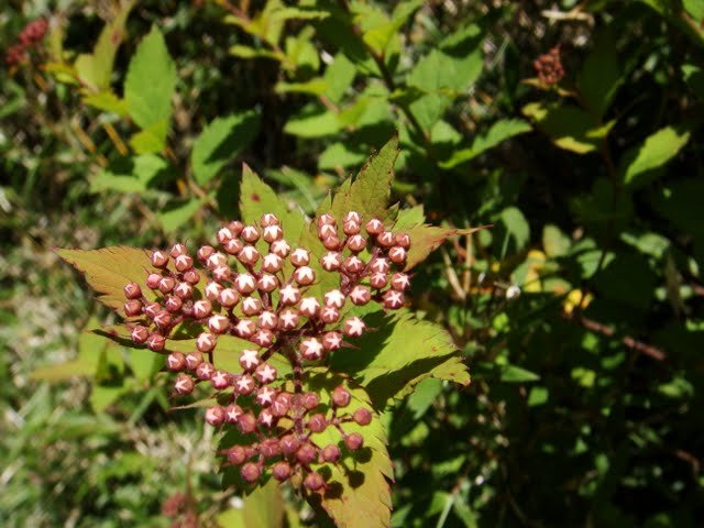 雪山主東峰_1025931