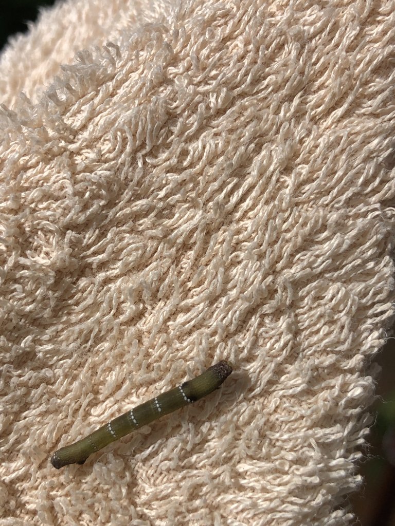 馬那邦山230909_2464934