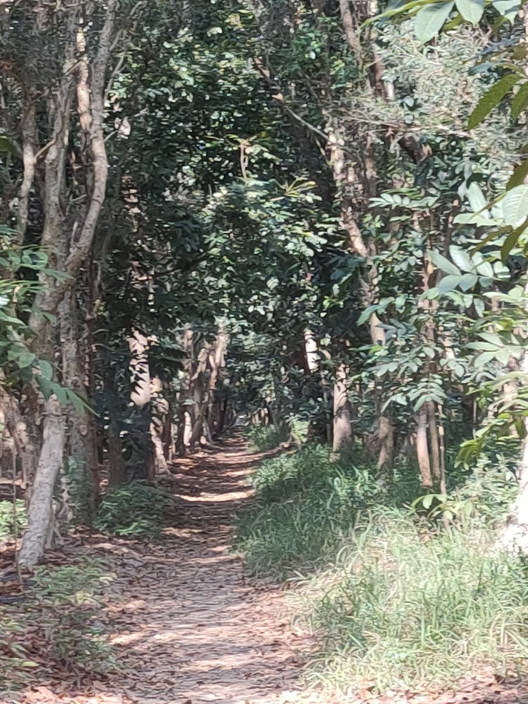 西瓜山森林步道(虎山森林步道)_1272335
