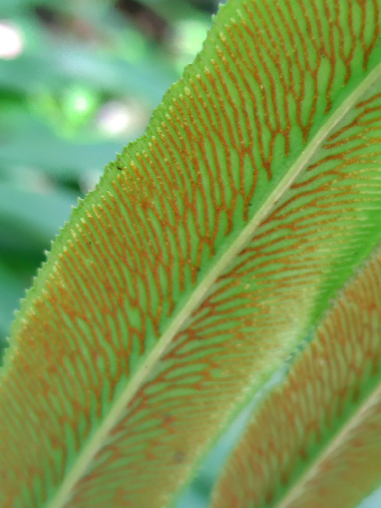 沙里仙林道、沙里仙溪、同富山/埔沙山、東埔山、阿毛巨木_2812517