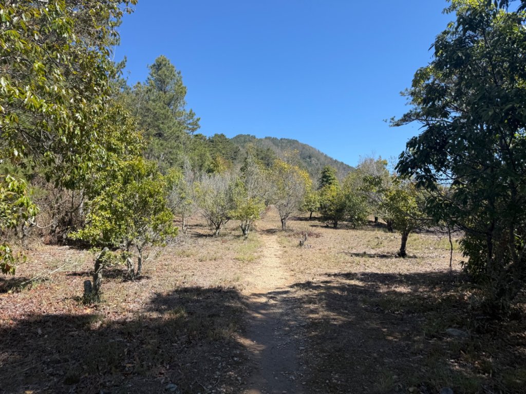 馬武霸O型_2745308