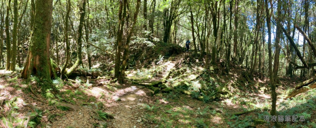 【谷關七雄】八仙山主峰步道_2894876