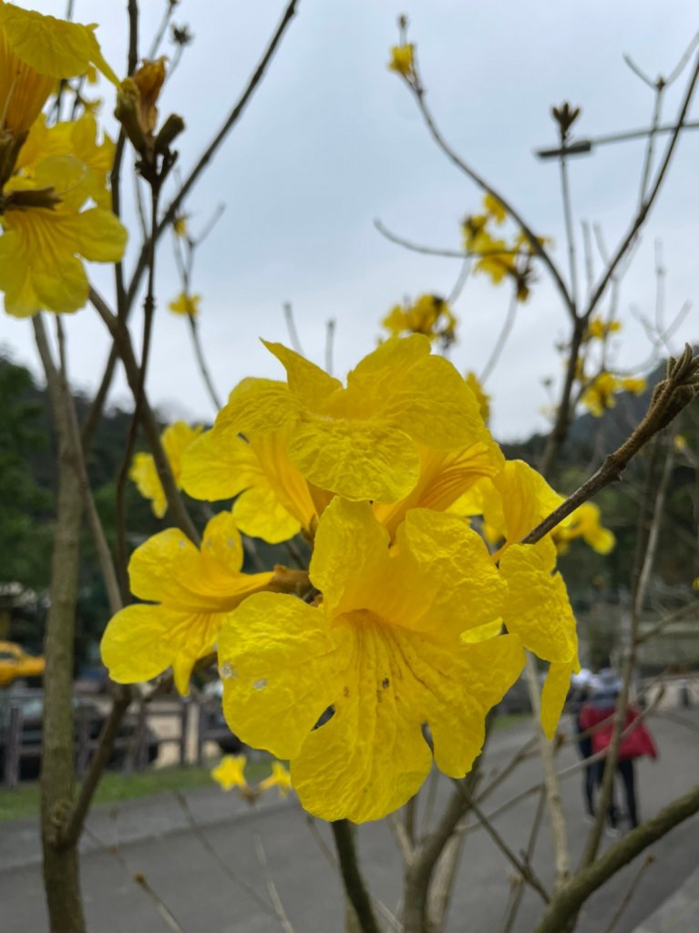 碧山巖椿寒櫻_1632522