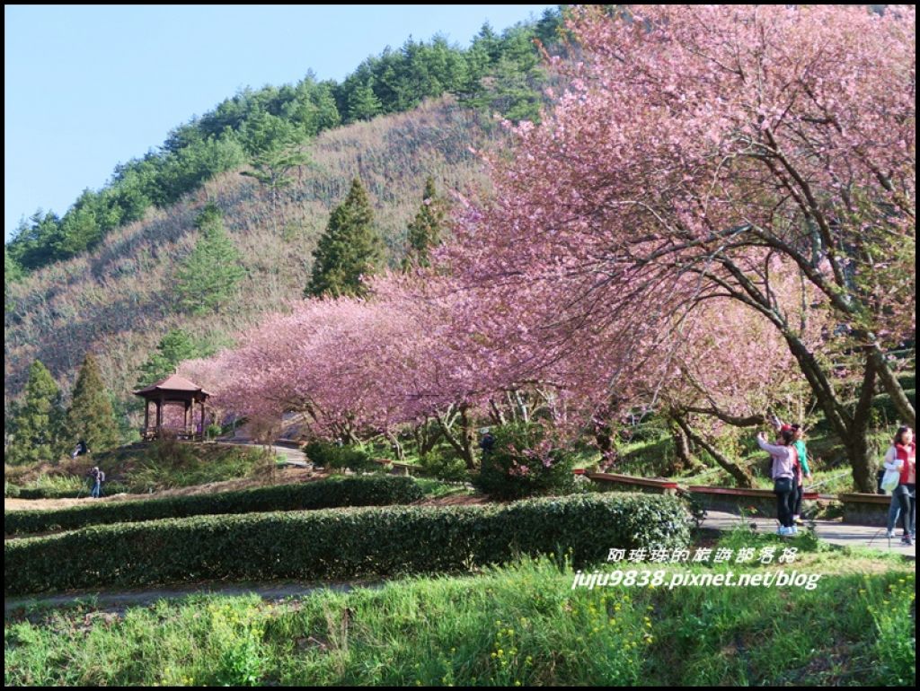 武陵農場捉住紅粉佳人的浪漫尾巴封面圖