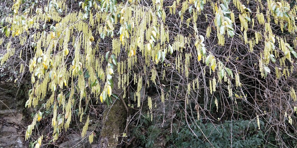 202102 小百岳李棟山，加碼魯壁山封面圖