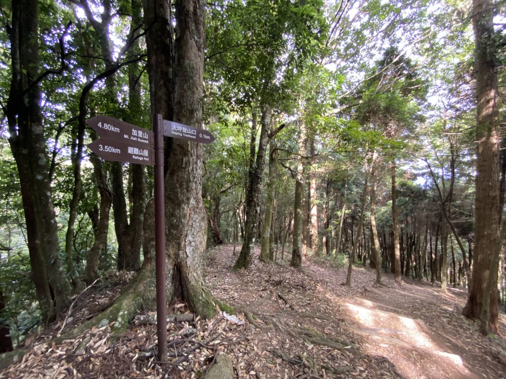 20220618_大坪登山口上加里山_1749710