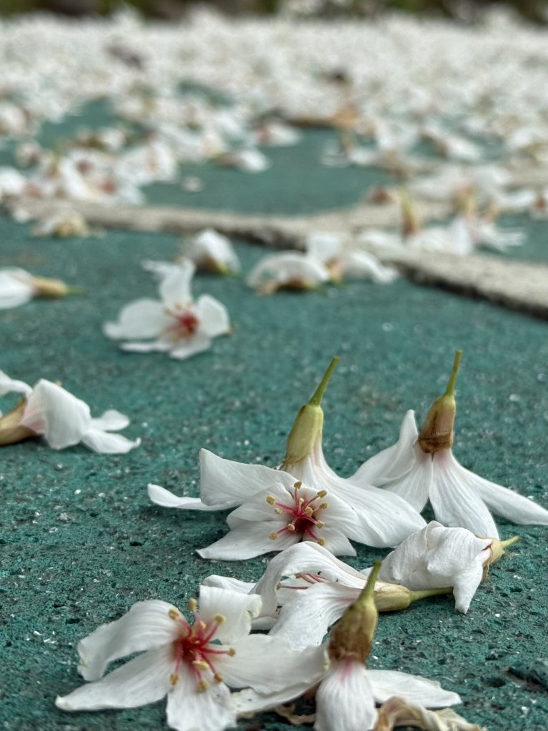 潮濕原始的峰頭尖|平溪三尖|白石腳|峯花雪月_2782555