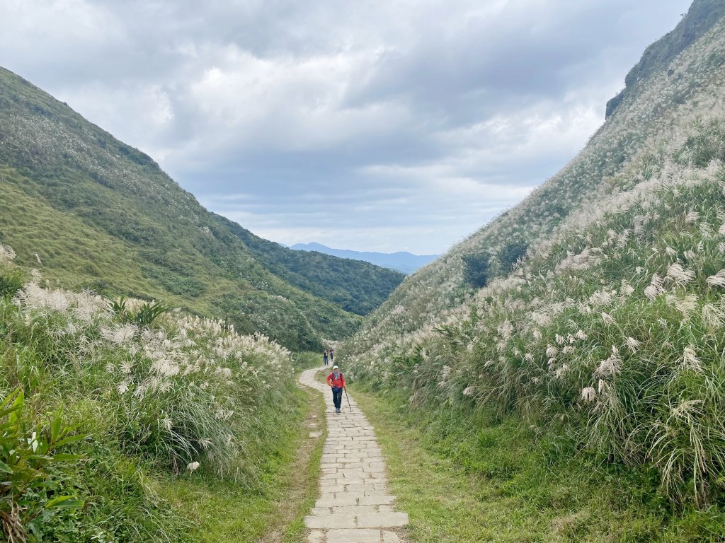草嶺古道賞芒趣    2021/11/15_1518403