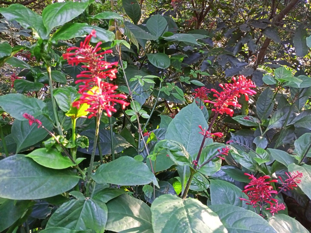 【山系野遊,探索觀音山尋寶任務】尖山步道_1146114