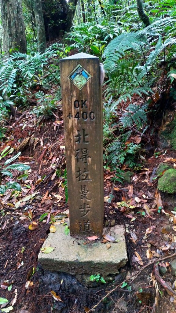 內鳥嘴山、北得拉曼長滿了【水晶蘭】_895407