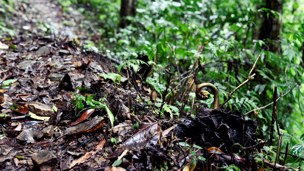 淡蘭古道中路（闊瀨崩山坑環線）_989150