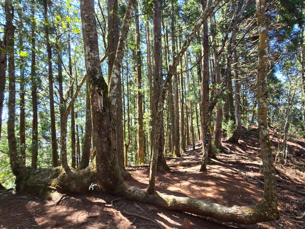 油羅山_3014873