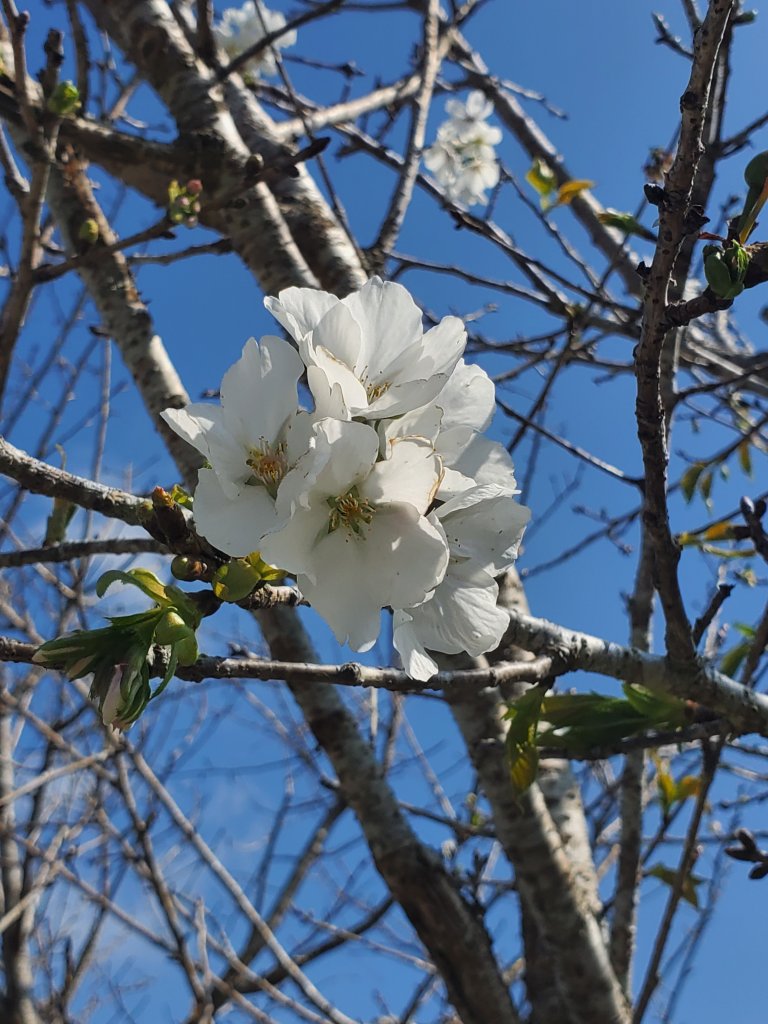 勇闖雲嘉五連峰_821345