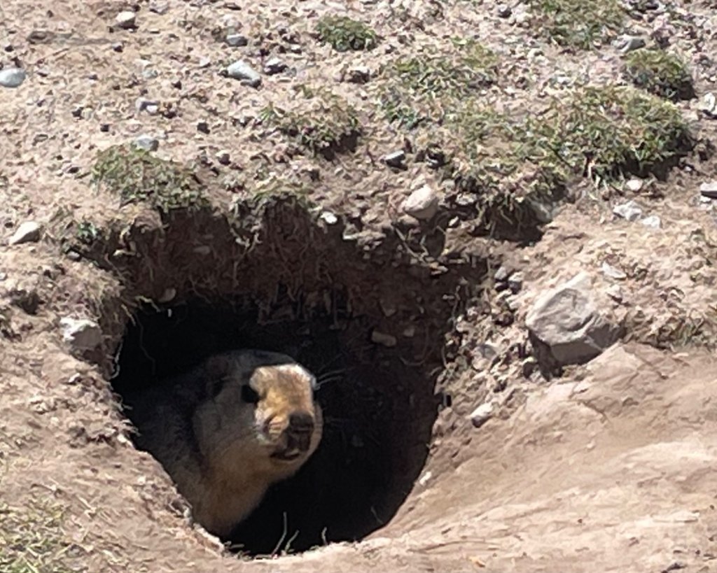 西藏♥️可愛動物🐎人物寫真/拉薩旅拍/美食_2902897