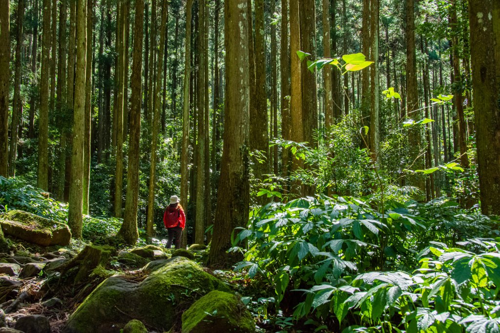 馬武督探索森林_2930683