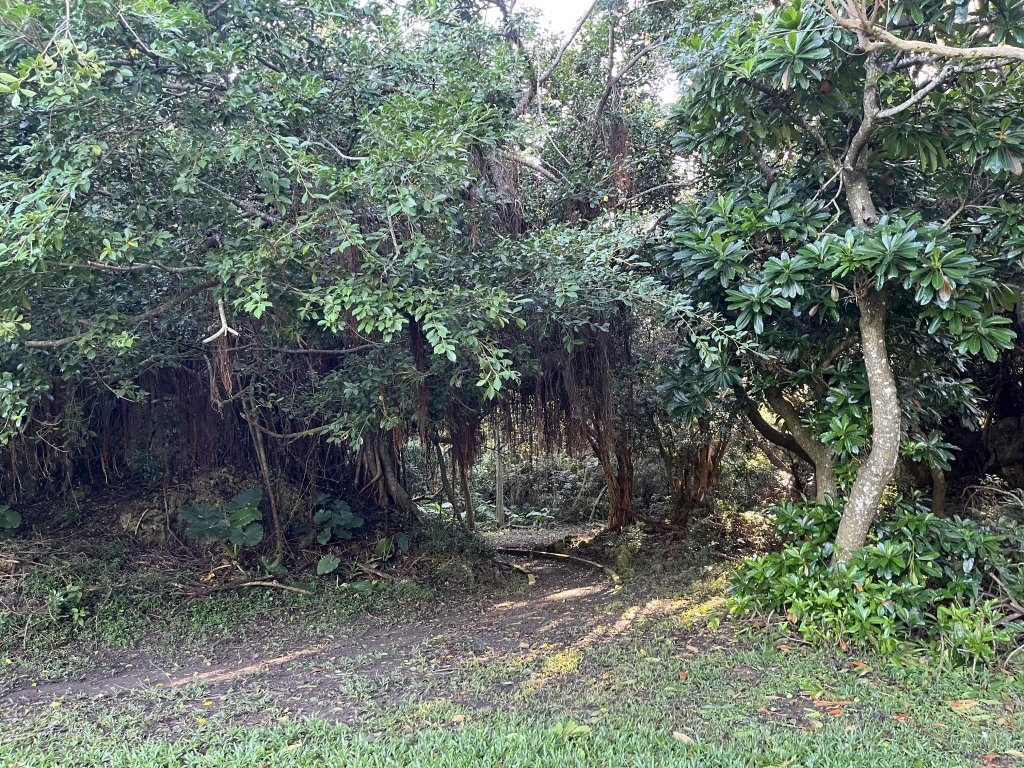 [屏步青雲 尋寶任務-07/10] 2024_1006 社頂自然公園步道_2616778