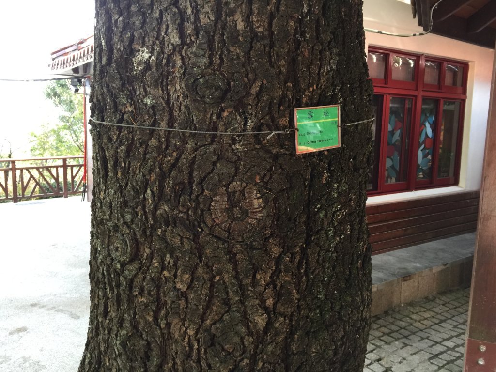 2017_0107_合歡東峰_2109470