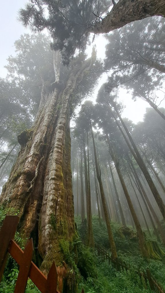 阿里山水山巨木封面圖