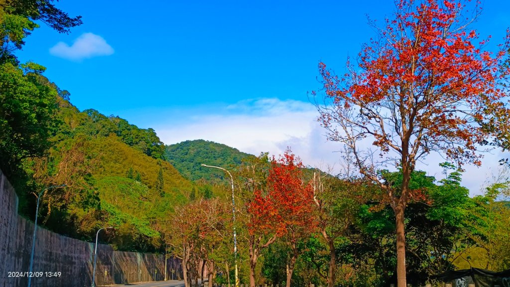 永公路落羽松/菁碧溪潺潺流水&至善路楓香紅了！_2666391