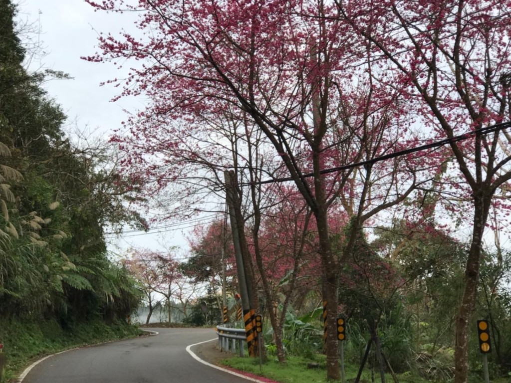 南庄向天湖環山步道_256098