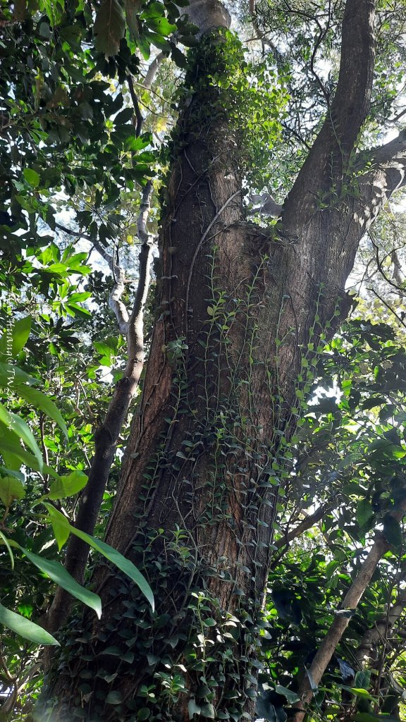 《新竹》湖口老街｜金獅古道O繞茶香及仁和步道20241206_2663749