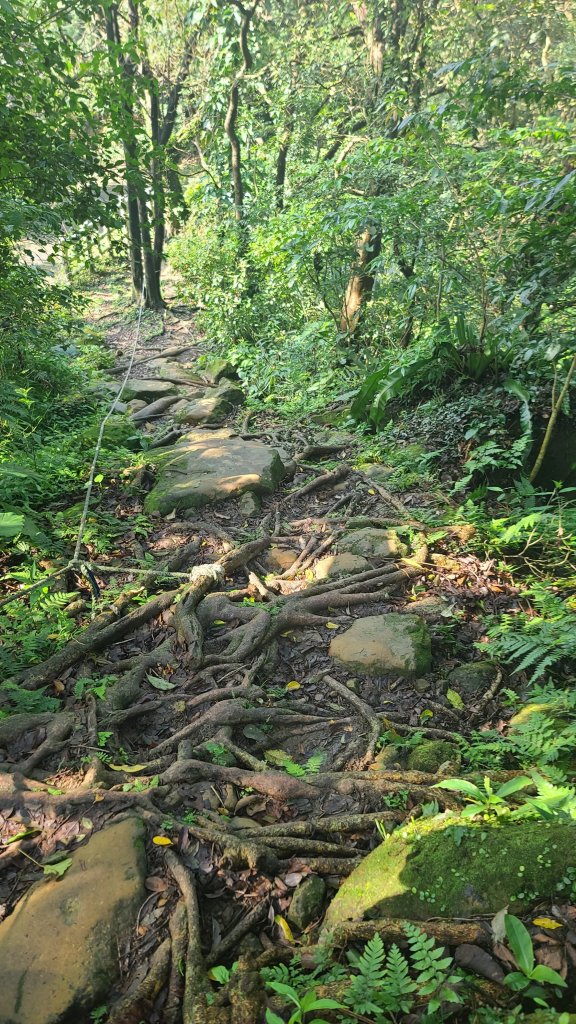 2025-0204 鶯歌_大凍山_三角埔頂山_迴龍_2708019