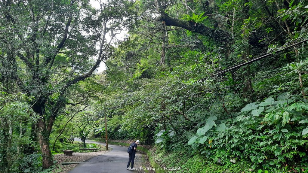 《新北》享負離子｜滿月圓國家森林遊樂區步道群O繞20240830_2583679